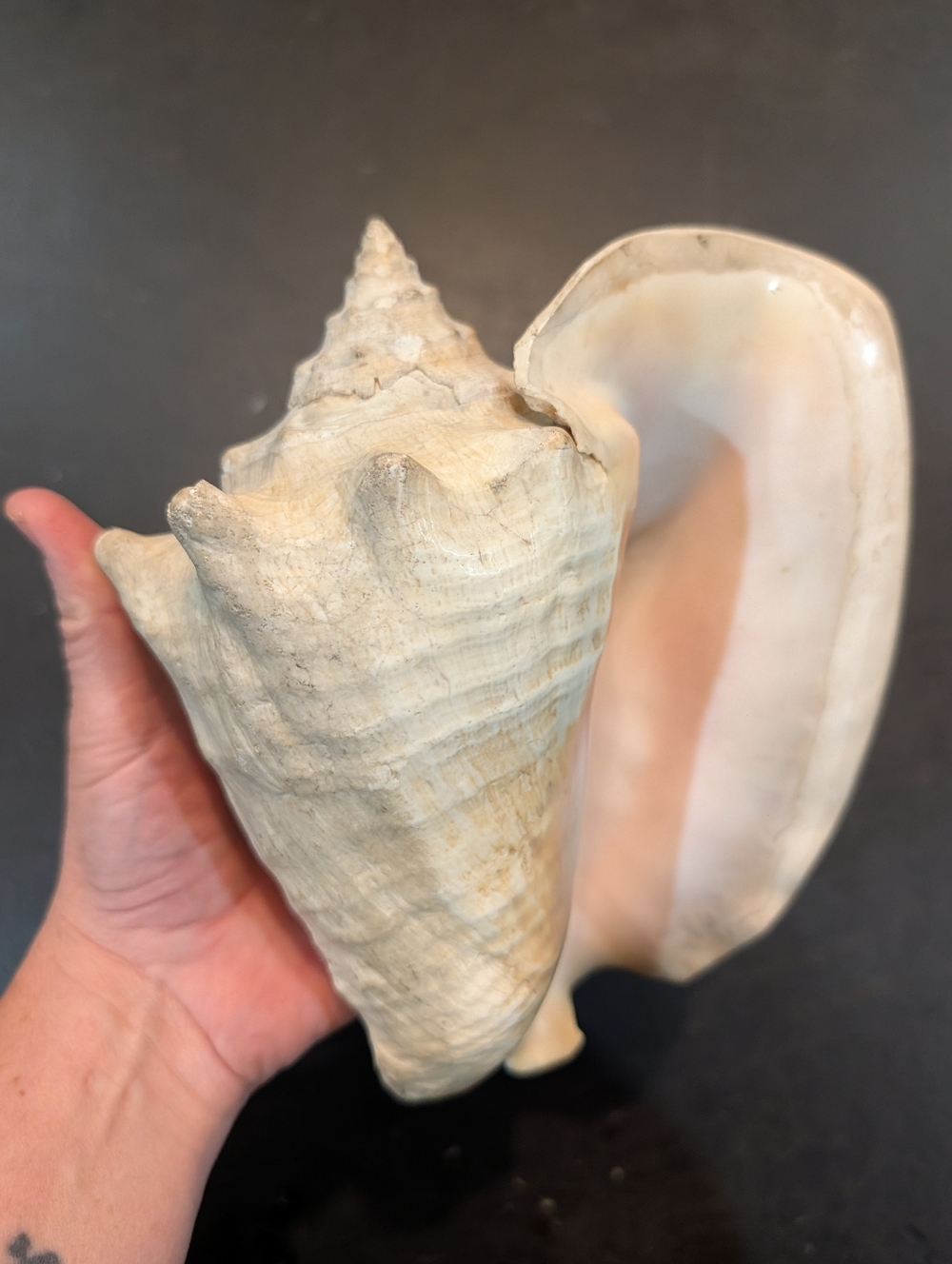 Huge Conch Shell